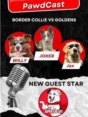 Border Collie vs Goldens on the Pawdcast with Guest star Joker from The Super Collies @Sara Carson & The Super Collie #bordercollie #goldenretriever #pawdcast #podcast #dogdrama 