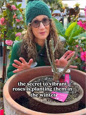 The Secret to Rose Success: Winter Planting! 🌹 Did you know January is the perfect time to plant roses? Here’s why winter planting is a game-changer for your garden: ✨ Roses are dormant in winter, making planting less stressful for them and easier for you! ✨ Early planting gives your rose plenty of time to establish its roots before spring’s growth spurt. We’ve taken it up a notch by planting our rose in a pulp pot—fully biodegradable and oh-so-simple to use. 🌱 Here’s what’s growing in our container garden: 🌟 The Star: Mister Lincoln Rose This timeless hybrid tea rose steals the show with its deep, velvety red blooms and rich fragrance. Its long stems and high-centered flowers are perfect for cutting or admiring in the garden. 🌸 Cool Wave Pansies A gorgeous trailing variety that keeps blooming through winter into spring, adding stunning color and texture. 🌼 Primrose These cheerful blooms come in a rainbow of colors and love the cold, making them a winter garden favorite. 🎋 Acorus Minimus This dainty, evergreen ornamental grass adds a subtle touch of greenery and texture all year long. Plant this combination now and enjoy vibrant color while you wait for your rose to dazzle come late spring! Would you try this in your garden? Let us know in the comments! 🌷✨ #pulppotrose #roseplanting #plantingroses #rosegarden #wintergardening 