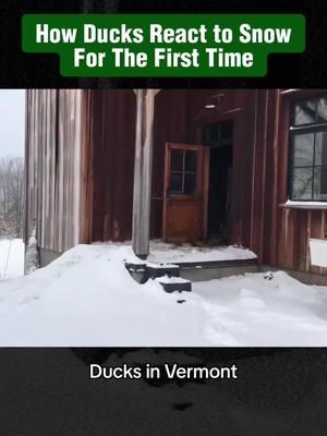 Ducks react to snow for the first time #duck #ducks #aniamls #animalsoftiktok #fyp 