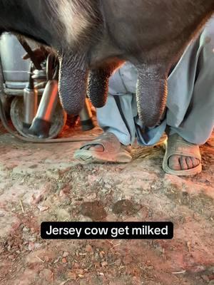 Jersey cow get milked #tiktokanimal #anime #animetok  #cowsoftiktok  #petmilk  #tiktokanimals #creatorsearchinsights 