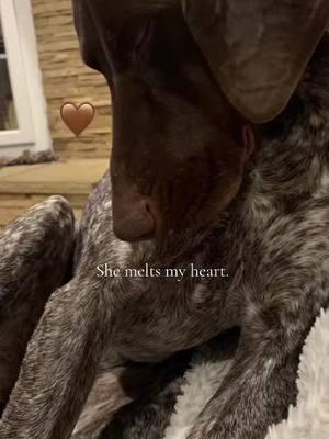 I love coming home to this. 🤎 #germanshorthairedpointeroftiktok #germanshorthairedpointer #remington #lovethisgirl #remismom #dogsoftiktok #spoiledrotten #spoiled #obsessed #fypシ゚viral #🤎 