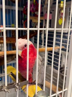 My smart Cookie…..#galah #galahcockatoo #tiktok #cockatoo #uae🇦🇪 #dubai🇦🇪 