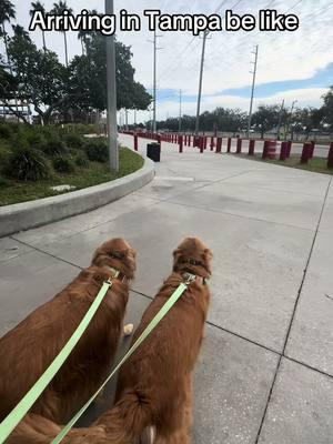 Just incase we end up on a Super Bowl commercial for the Buccaneers 🏴‍☠️ @NFL  @NFLonFOX @Tampa Bay Buccaneers #tampabaybuccaneers #chloeandcalliesgoldenlife #tampabay #raymondjamesstadium #florida #dogs #nfl #nflfootball 