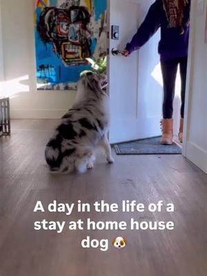 Imagine coming home to a clean home all thanks to the dog!😂👏🏽🐕👏🏽🐾 🥰😍❤️ . Credit @my_aussie_gal IG  . . #smartdog #gooddog #organized #clean #goodboy #furryfriends #doglover #doglife #aussiedog #dogtok #dogsoftiktok #fyp 