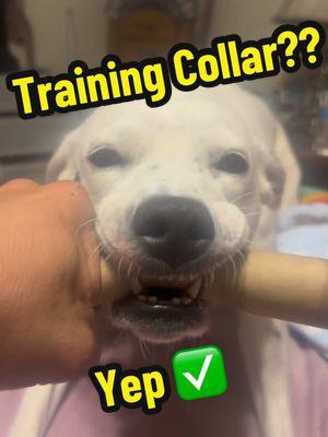 Training Collar Time!! 🐶 🐾  #cryptothedog #dollyfromdg #dollythedog #PetsOfTikTok #pets #petrescue #dogsoftiktok #DogTraining #dogtrainer #jugbow #jugbowecollar #jugbowtrainingcollar #recalltraining 