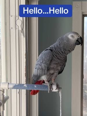 One minute of Silliness with Symon the 3 year old African Grey Talking Parrot🦜Feel my love everyday - get my Symagirl merch today! I have adult and kids Ts, hoodies and mugs! LINK IN BIO! Scroll when you're there to find more of your favorite Symagear!   🦜Symon is a 3 year old female Congo African Grey Parrot, hatched on June 15th 2021 who lives in a cozy country home with her parents, Chris and Sheila, and her two parrot siblings, Mickey and Sunny. Symon is an outgoing and talkative bird who loves to chat with anyone who will listen. Her favorite phrases are "Give me a kiss" and "I love you," which she repeats frequently throughout the day. Symon's family is not just limited to birds, however. They share their home with five rescued cats, including William, Meg, Harry, Gigi, and Garfield. Despite being different species, all of the animals get along famously, and they often play chase around the house. Symon enjoys chatting away to them, asking for kisses and declaring her love. Symon's love for talking is impressive, and she has a vast vocabulary that includes everyday sounds such as phones ringing and doorbells chiming. Her ability to mimic human speech is uncanny, and she often surprises her family with new phrases or sounds. Her favorite, however, remains "Give me a kiss" and "I love you," which she repeats whenever anyone approaches her cage. Symon's playful personality and impressive vocabulary bring joy and laughter to her family's daily routine. They often spend hours chatting with her, listening to her mimic their laughter or repeat phrases they have taught her. Her affectionate nature also endears her to her animal siblings, and they often cuddle up against her cage, enjoying the attention from their feathered friend. Despite her small size, Symon has a big presence in the household, and her family cherishes each and every moment spent with her. She is a beloved member of the family, and her favorite phrases "Give me a kiss" and "I love you" have become a cherished part of their daily routine. Symon's love for talking and her affectionate nature make her a unique and special member of the family, bringing laughter and joy to everyone around her. Funny African Grey Parrot video Types of African Grey Parrots Teaching a parrot to talk African grey bird Parrot Learning to talk Best African Grey Talking Parrot African Grey Parrot Sounds Funny Talking Birds African Grey Playing Alex the talking Parrot Irene Pepperberg Parrot Education African Parrot Videos African Grey Parrot sounds talking Birds having fun Birds of TikTok How do parrots talk Birds videos why do parrots dance #babyparrot #congoafricangrey #africangrey #africangreyparrot #parrot #parrotsoftiktok #africanparrot #africanparrots #parrotsoftiktok #greyparrots #africangreysoftiktok #symonpapps #congoafricangreysoftiktok #cag #talkingparrots #talkingparrot #parrotlovers #parrotlife #funnyparrot #talkingbird #africangreylover #bird #funnyparrot #crazyparrot #Africangreyparrotsoftiktok #girlpower #sillyparrot #babyparrot #talkingparrot #congoafricangrey #africangrey #africangreyparrot #parrot #parrotsofinstagram #africanparrot #africanparrots #parrotsofinstagram #greyparrots #africanparrotsofinstagram #symontheafricangreyparrot #Love#africangreyparrotsofinstagram #petsofinstagram #birds #cag #talkingbird #crazybird #playbird #crazybird #birdsofinstagram #sillybird #parrots #happybird #talkingparrot #cag #birdlover #crazy #parrot #africangreyparrot #babyparrot #bird #parrotlife #africangrey #crazyparrot #funnyparrot #parrot #birds #parrots #africangreyparrots #parrotsong #parrottalking #parrotlover #parrotvideo #parrotvideos #starwars #starwarstheme #letsgo #iloveyou #givemeakiss #Love #apples #grapes #kiss #bigkiss #backtowork #amazonparrot #yellownapedamazon #dirtybird #bananas #fyp