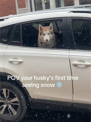 What the fluff is this mom #dogsoftiktok #dog #husky #snow #huskysnow #snowdog #florida #creatorsearchinsights #fyp #doginsnow #brysoncity #asheville 