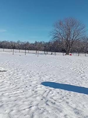 chill morning. #snow #oklahoma #weather #🐔 #chickens #okie #cold #snowing #turkey #duck #goose #rooster #goats #staywarm #coffee #fypシ #brisk #abc #tiktoker #fiddle #soft #oklahomacheck 