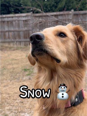 Doggo’s first snow day! ❄️⛄️ we are so excited to play with them in the snow!!  #snow #snowing #winterstorm #snowdog #snowinsc 