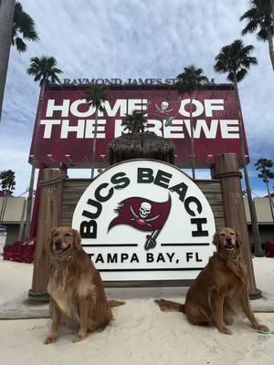 When in Tampa! 🏴‍☠️ @Tampa Bay Buccaneers @NFL @NFLonFOX #tampabaybuccaneers #chloeandcalliesgoldenlife #tampabay #raymondjamesstadium #Super Bowl