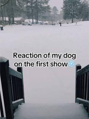 Finally got snow in Atlanta GA❄️ #snow #slavicgirl #germanshepherd #dogsoftiktok #fistsnow #reactions #dogs #happylife_happymoment #gsdoftiktok #snowday #winter #happydog #fypage #viralvideo #inpiration #getherfamous 