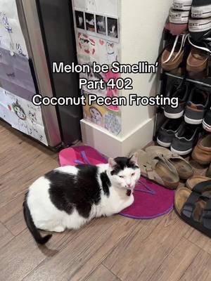 Melon be Smellin’ Part 402 😤🤢🫡 #MelonBeSmellin #melonnfinn #cat #cats #catsoftiktok #fyp #viral 