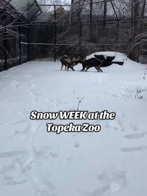 Being closed to the public hasn’t stopped our animals from enjoying the snowmageddon! 🥶❄️  #snowday #snowweek #snow #animalsreact #topekazoo 