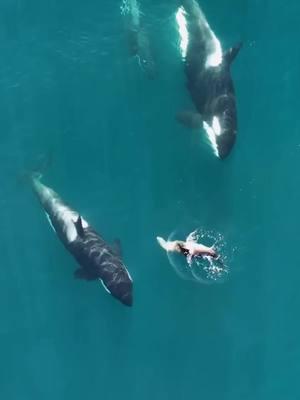 Orcas Preying on dolphins 🐬 #amazingocean #orca 