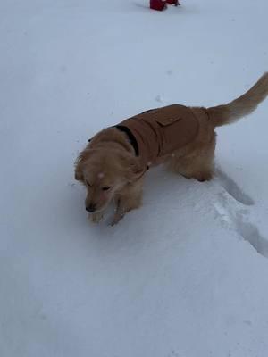 Leo’s first time seeing snow! #snow #dogsoftiktok #mississippi #snowday #goldenretriever 