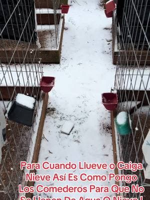 #parati#tip#consejo#gallosfinos#sedejocaerlanieve❄️☃️🥶❄️ #canofarm#gallerodeTN!