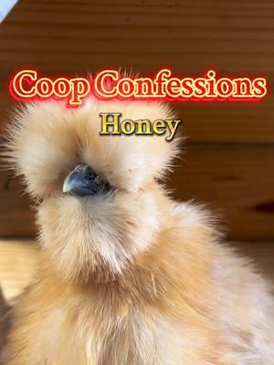 Fluff- 1 Sight- 0 - - - #silkie #silkiechicken #coopconfessions #belltherooster #bell #babybell #probsbitching #fyp #funny #comedy #laugh #share #havefun #smile #storytime #storytelling #story #animals #farm #farmlife #chicken #chickens #rooster #funnyanimals #chickens #chickensoftiktok #chickentok 