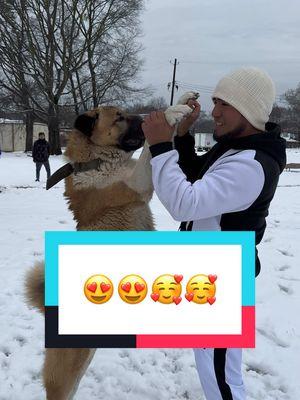 #dog #pets #snow #funny #follow #newtrend #f #viral_video #v #sn 