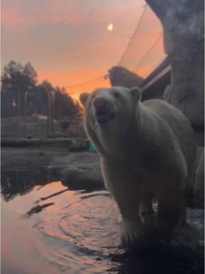 Sunrise breakfast 🐻‍❄️  Polar bear Amelia recently enjoyed some early morning pool time with a side of tasty fish. Thanks to care staff members Micah and Mandy for the video!  #polarbear #sunrise #wildlife #animals 