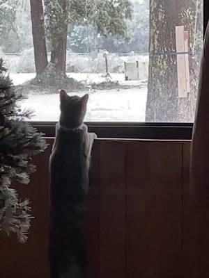 #snow #cattok #funnycats #housecats #worldofcats #worldofpets 