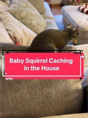 #CapCut just love him so much 🤩🥰 #babysquirrel #squirrelcaching #caching #2025 #coopersbunch #luckythesquirrel #petsquirrel #bottlefedsquirrel 