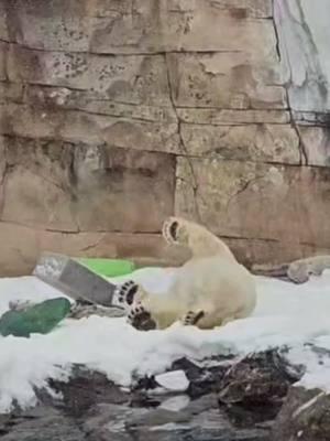 A little bird told us you all wanted to see our animals enjoying the snow! Check out our polar bear, grizzly bear, snow leopard and Amur tiger enjoying the downfall! #zoosoftiktok #zoo #louisvillezoo #polarbear #amurtiger #snowleopard 