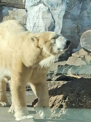 Qannik is a bit of a local celebrity here at the Louisville Zoo! As we all prepare for the cold weather ahead, Qannik is already prepared. Polar bears have heavy insulating fur and black skin that absorbs the heat from the sun to protect them from the harsh colds in the winter. Come visit Qannik and Bo on rotation in their Glacier Run habitat! #polarbear #louisvillezoo #zoo #zoosoftiktok 