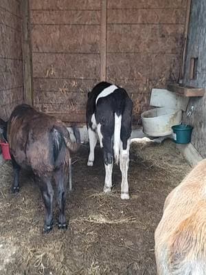 still snowing a tiny bit! #cowcontent #junglecows #cowtok #calfcontent #needmorellamacontent #roadto10k #snowcows 