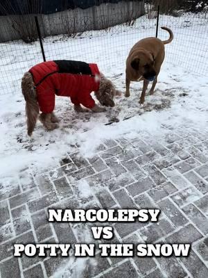 #goldendoodle #dog #narcolepticdog #cataplexy #narcolepsy #snow #snowday #teamtoast #edit #goviral #toastthenarcolepticdoodl 