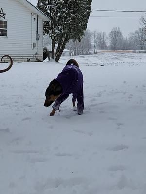 fun in the snow ❄️  #xolo #xolodog #coatedxolo #hairlessxolo #doglover #dogs #dogsoftennessee #doglife #dogsinsnow 