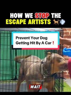 Crate slam or car 🚗 slam… the choice is yours #dogtrainingtips #dogtrainer #xlbully #150lbs #georgiadogtrainer #obediencetraining #basicobedience #atlantadogtrainer #dogescape 