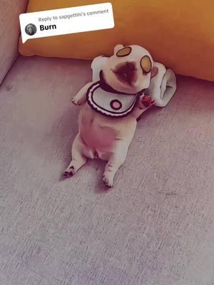 Replying to @sapgethhi is it working? #fyp #cute #dog #frenchbulldog #gmail #motivation #relatable 