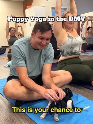 Two Puppy Yoga classes are coming up this Wednesday and Thursday in Arlington and we’re giving away entry for you and a plus one! 🐶🧘‍♀️ (🎥: @Jess | A Girl on the Go in DC!) HOW TO ENTER: check our IG post 📆 Wednesday, January 15th & Thursday, January 16th ⏰ 5:30 PM - 8:00 PM 📍3313 Arlington Boulevard, Arlington, VA, 22201 #dcspot #washingtondc #visitdc #thingstodoindc #thedistrict #puppyyoga #yoga #arlingtonva