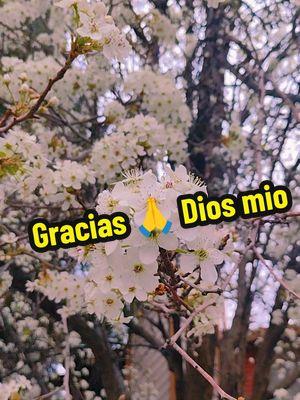 #benditodios❤️🙏🏼🙏🏼🙏🏼 #buendiapositivo #graciasdios #diosteama #graciasdiosportusbendiciones 