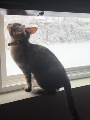 #snow #winter #kitten #torbiecat #fyp #fypシ #catmom 