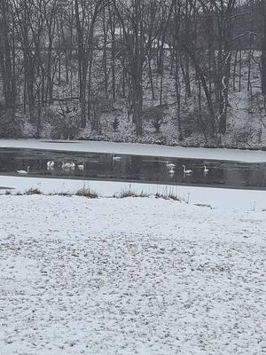 What does happiness mean to you? #swanlake #river #riverdance #queenbjeep 