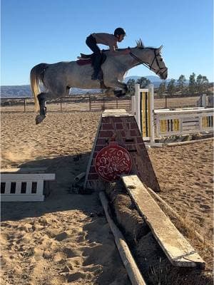 Allergic to wood #horse #horsesoftiktok ##showjumper##hunterjumper##equestrian##horseboy