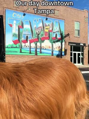 Such a dog friendly town! @City of Tampa #chloeandcalliesgoldenlife #tampabay #tampabaybuccaneers #florida #tampa 