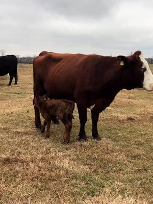 #fyp #jay_in_texas #texas #cowsoftiktok #calvingseason #farmlife 