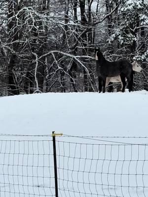 Skid lovin the snow!  #stallioninthesnow #skidrowblues #blueroan #snowday2025 #buckcreekroans #cowgirlwithagun #aqhastallion #blueroanstallion #stallionsoftiktok 