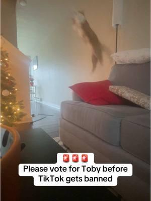 Please vote for Toby!! Link is in my bio 🫶🏻🐈🙏🏻 thank you! #americasfavpet #orangecat #orangecatbehavior #toby #tobyflenderson #cat #cats #catsoftiktok #vote #votetiktok #favepet #america 