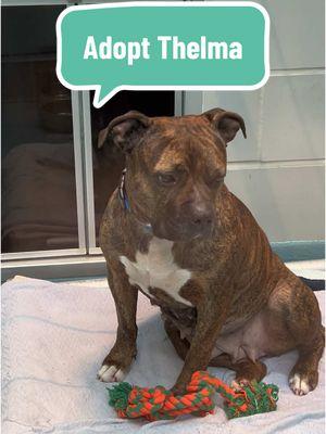 Thelma is adoptable at Queens ACC! To learn more about Thelma, visit nycacc.app or download our mobile app "ACC of NYC" to search for Thelma's name or ID: 210476 My previous foster writes: Thelma is an absolute cuddle bug. If she could have her way, it would be to lay across your lap on a couch or bed, while she snores (yes, that's right, she has an adorable snore). Wherever you go, Thelma is sure to follow, making sure that she is not missing out. She loves to be by her person's side, but really she loves all people and will be happy by anyone's side. Thelma has yet to find a lap she doesn't enjoy laying on. In between her cuddling sessions she loves to play with her toys, especially her treat dispensing toys. She is very tolerant of letting me eat my own food and will not whine or try to steal food, she is very respectful. Thelma loves going into her crate on her own terms but when I leave the apartment she prefers to not be locked in the crate and she is well distracted with a licky mat. She has not destroyed any furniture or ingested inanimate objects, on the camera I often find her snoozing on the couch while I am away. Thelma is an absolute sweetheart and would like nothing more than to be your new best friend! #nycacc #boroughbred #shelterdog #adoptabledog 