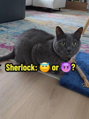 Right in the face! Sherlock can be evil too! 😈😂🍑 #evilkitty #goodvsevil #goodcat #badcat #lifewithcats #fypシ 