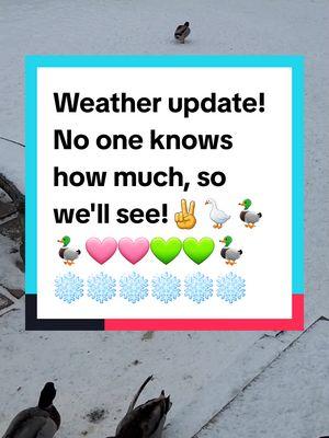 Weather update  Duckville waiting on the #snowstorm #weather #featheredfriends #wildlife #wildducks #riverducks #riverlife #river #ducks #duck #cayuga #mallards #woodducks #peking #khakicampbell #thinkingofyou #America #suffering #holdtight #bettertogetherchallenge #help #others #NC #CA #KY #TN #WestVirginia #everywhere #everyone #THINKINGOFYOU #WISHINGYOUWELL #Foryou #fyp #fypシ #fypシ゚viral  #foryourpage #foryoupageofficiall #foryoupage #viralvideo #fypage #MomsofTikTok #dadsoftiktok #matingseason #thanksforwatching 