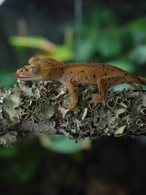 This little 3rd gen Mardi Gras Dalmatian already has a ton of red spots at only 5g. It should be covered in big red Dalmatian spots by the time it’s an adult.  #crestedgecko #crestedgeckos #crested  #gecko #geckos #crestie #cresties  #petlizard #reptiles #geckos #herps #gecko #exoticpets #crestiesofig #correlophus #ciliatus #correlophusciliatus #eyelashgecko #crestedgeckobreeder #petreptile