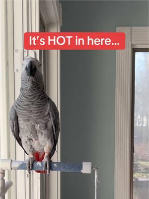 It’s HOT in here🥵It’s COLD🥶Feel my love everyday - get my Symagirl merch today! I have adult and kids Ts, hoodies and mugs! LINK IN BIO! Scroll when you're there to find more of your favorite Symagear!   🦜Symon is a 3 year old female Congo African Grey Parrot, hatched on June 15th 2021 who lives in a cozy country home with her parents, Chris and Sheila, and her two parrot siblings, Mickey and Sunny. Symon is an outgoing and talkative bird who loves to chat with anyone who will listen. Her favorite phrases are "Give me a kiss" and "I love you," which she repeats frequently throughout the day. Symon's family is not just limited to birds, however. They share their home with five rescued cats, including William, Meg, Harry, Gigi, and Garfield. Despite being different species, all of the animals get along famously, and they often play chase around the house. Symon enjoys chatting away to them, asking for kisses and declaring her love. Symon's love for talking is impressive, and she has a vast vocabulary that includes everyday sounds such as phones ringing and doorbells chiming. Her ability to mimic human speech is uncanny, and she often surprises her family with new phrases or sounds. Her favorite, however, remains "Give me a kiss" and "I love you," which she repeats whenever anyone approaches her cage. Symon's playful personality and impressive vocabulary bring joy and laughter to her family's daily routine. They often spend hours chatting with her, listening to her mimic their laughter or repeat phrases they have taught her. Her affectionate nature also endears her to her animal siblings, and they often cuddle up against her cage, enjoying the attention from their feathered friend. Despite her small size, Symon has a big presence in the household, and her family cherishes each and every moment spent with her. She is a beloved member of the family, and her favorite phrases "Give me a kiss" and "I love you" have become a cherished part of their daily routine. Symon's love for talking and her affectionate nature make her a unique and special member of the family, bringing laughter and joy to everyone around her. Funny African Grey Parrot video Types of African Grey Parrots Teaching a parrot to talk African grey bird Parrot Learning to talk Best African Grey Talking Parrot African Grey Parrot Sounds Funny Talking Birds African Grey Playing Alex the talking Parrot Irene Pepperberg Parrot Education African Parrot Videos African Grey Parrot sounds talking Birds having fun Birds of TikTok How do parrots talk Birds videos why do parrots dance #babyparrot #congoafricangrey #africangrey #africangreyparrot #parrot #parrotsoftiktok #africanparrot #africanparrots #parrotsoftiktok #greyparrots #africangreysoftiktok #symonpapps #congoafricangreysoftiktok #cag #talkingparrots #talkingparrot #parrotlovers #parrotlife #funnyparrot #talkingbird #africangreylover #bird #funnyparrot #crazyparrot #Africangreyparrotsoftiktok #girlpower #sillyparrot #babyparrot #talkingparrot #congoafricangrey #africangrey #africangreyparrot #parrot #parrotsofinstagram #africanparrot #africanparrots #parrotsofinstagram #greyparrots #africanparrotsofinstagram #symontheafricangreyparrot #Love#africangreyparrotsofinstagram #petsofinstagram #birds #cag #talkingbird #crazybird #playbird #crazybird #birdsofinstagram #sillybird #parrots #happybird #talkingparrot #cag #birdlover #crazy #parrot #africangreyparrot #babyparrot #bird #parrotlife #africangrey #crazyparrot #funnyparrot #parrot #birds #parrots #africangreyparrots #parrotsong #parrottalking #parrotlover #parrotvideo #parrotvideos #starwars #starwarstheme #letsgo #iloveyou #givemeakiss #Love #apples #grapes #kiss #bigkiss #backtowork #amazonparrot #yellownapedamazon #dirtybird #bananas #fyp