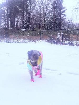 Zora’s first ❄️ 🥹 #atlsnow #ATL #winterstorm #snowday #dogsoftiktok #Dogsnow #dogmom  #PinkDog #dogboots 