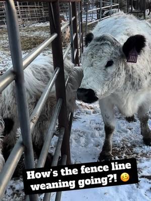 #farmlife #farmtok #animallovers #minifarm #livingmybestlife #animalsoftiktok #funnyanimals #cowlife 