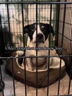 Older dogs at our shelter that once knew love. #fyp #fyppppppppppppppppppppppp #dogsoftiktok #adoptabledogs #dogsoftiktokviral #cutedogs #adoptdogs #animalrescue #adoptadog #animalshelter #animalsoftiktok #dogs #dogsofttiktok 