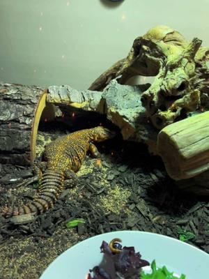 Torch said it’s Friday🕺 #reptilesoftiktok #reptiletiktok #reptilekeeper #reptilemom #reptileowner #exoticpets #exoticpetsoftiktok #PetsOfTikTok #pettok #reptileroom #uromastyx #ocellateduromastyx #spinytailedlizard #themedenclosure #enclosurebuild #enclosuresetup #reptileenclosure #reptile #reptilekeeper #reptilepets #pets #reptile #reptilesoftiktok #enclosure #bioactiveenclosure #plants #fyp #foryoupage #jurrasicpark #dinosaurs #jurrasicworld 